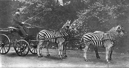 440px-WalterRothschildWithZebras.jpg