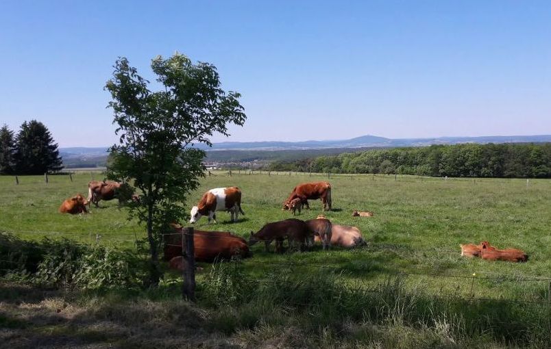 Blick Dünsberg.jpg