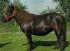 ShetlandPony_sized.jpg