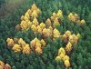 zernikow-wald.jpg