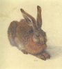 hase.JPG