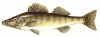 fisch01.gif