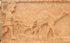 bani_walid_mus_peasants_dromedary.jpg