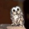 Owlet