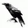 Corvus_Corax